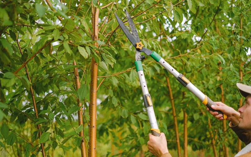 Tree trimming in Thompson, IA